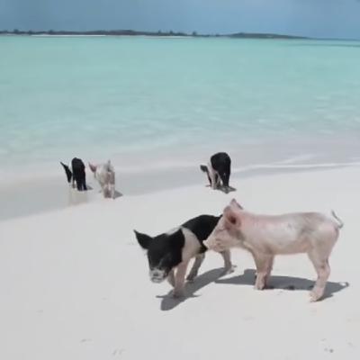 Peno tacle Salhia Brakhlia de BFM TV​ : La fête du Cochon