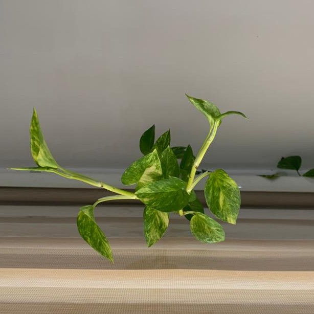 نوشته ای از محمدصالح علاء نوشته ای از محمدصالح علاء