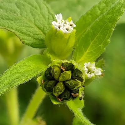 Crickets, nature and Birds Sounds Ep_5