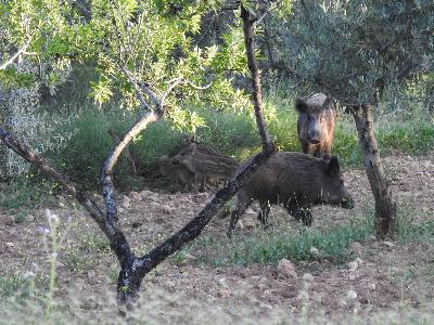 Un experto en sanidad animal explica cuál es el método de transmisión de la peste porcina