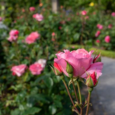 Rosentipps vom Rosenexperten – zum Auftakt der Rosenwoche im Palmengarten (Video)