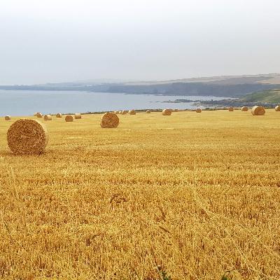 256 Gulls and emptiness along the Creel Path