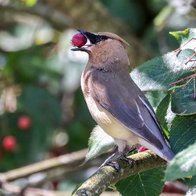 Attracting Birds with Plants in your Yard, How to Dormant Seed, Saving Squash