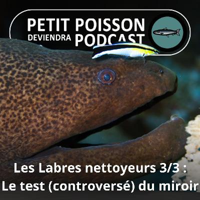 SPÉCIAL Labres nettoyeurs 3/3 : Premiers poissons à réussir le test (controversé) du miroir !