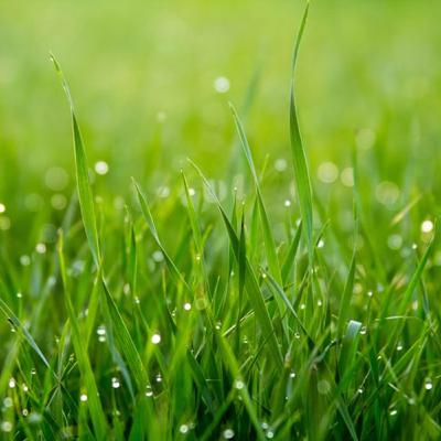 Plant Healing Meditation