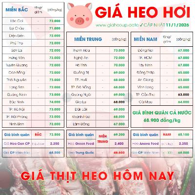 GIÁ HEO HƠI 11/1/2026 ✅ GIÁ THỊT LỢN & TIN TỨC CHĂN NUÔI #GIAHEOHOI #GIATHITHEO #GIAHEOUPDATE