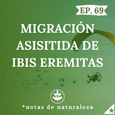 Migración asistida de ibis eremitas. #69