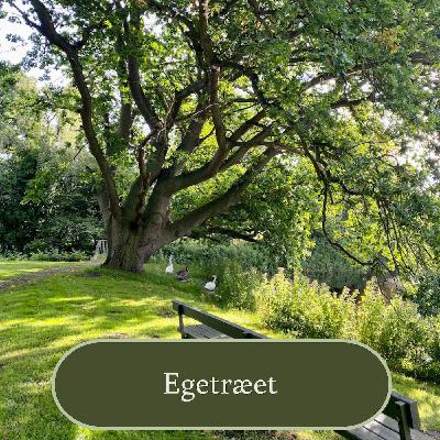 Egetræet