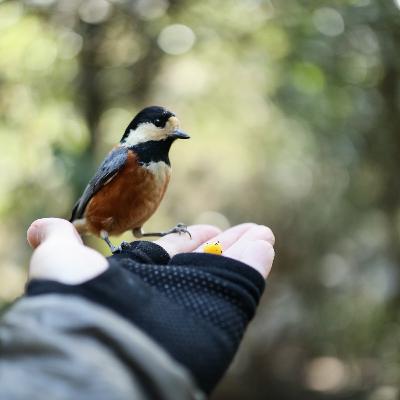 囀る俺たちの手に小鳥