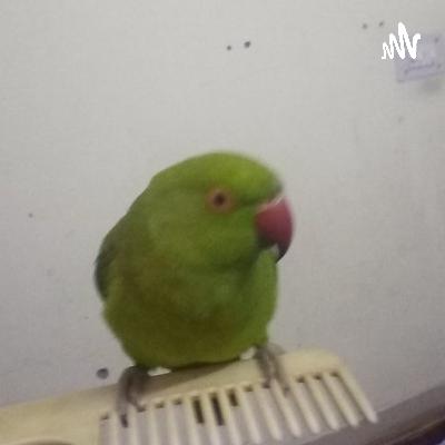 Tera Massom Chehra (Trailer)