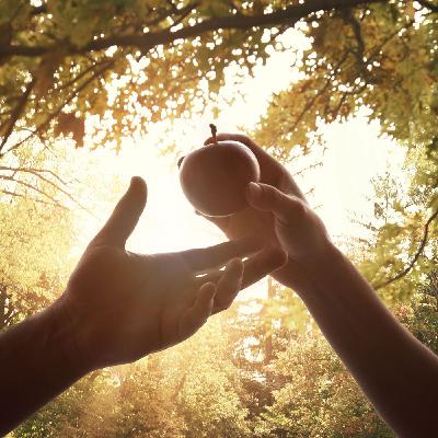 The Forbidden Fruit in The Book of Genesis is Not An Apple. (Amazing Facts) The Forbidden Fruit in The Book of Genesis is Not An Apple. (Amazing Facts)
