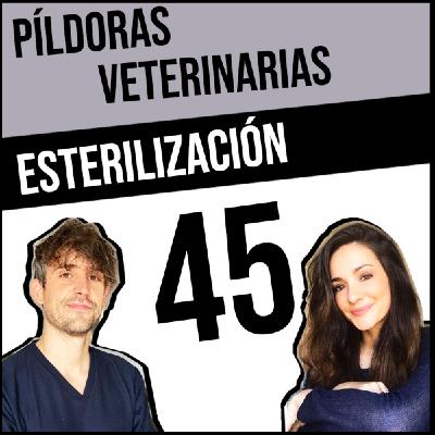 45. Esterilización en perros y gatos