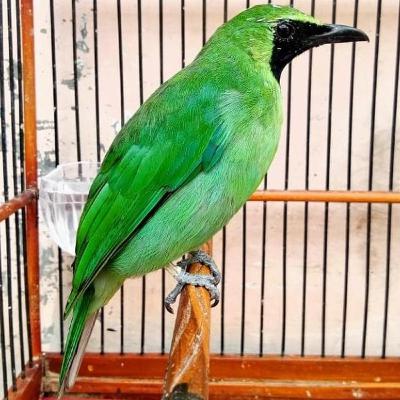#75 CUCAK IJO RASA KACER, JEDA RAPET
