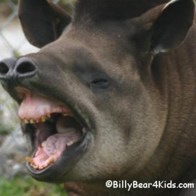 Animal Spotlight: The Tapir Animal Spotlight: The Tapir