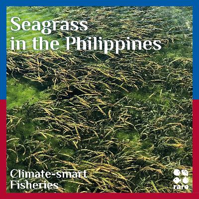 Saving seagrasses in the Philippines