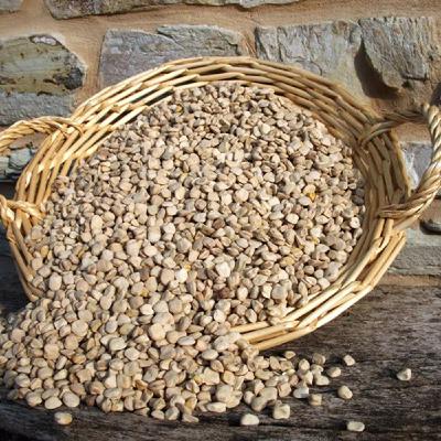 La cicerchia, storia e gusti di Serra de' Conti La cicerchia, storia e gusti di Serra de' Conti