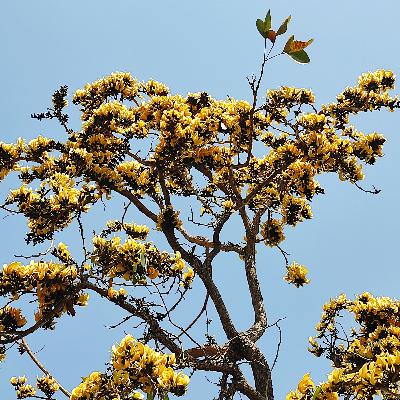 जयशंकर प्रसाद की कविता- ओ री मानस की गहराई!