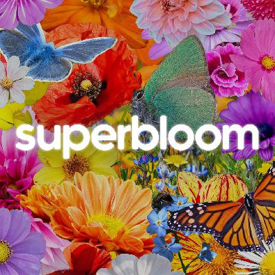 SUPERBLOOM | Healings & Miracles