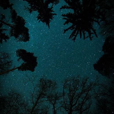 A Night In Nature #009