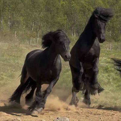 TRAILER: Episode 251 -