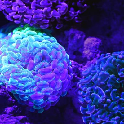 Epilepsia: conócela y actúa.