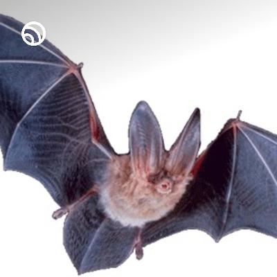 Float like a long eared bar, sting like a bee? #bats #wildlife #nature