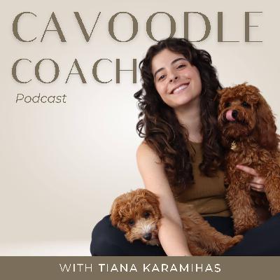Cavoodle Basics: Can Cavoodles Live In An Apartment?