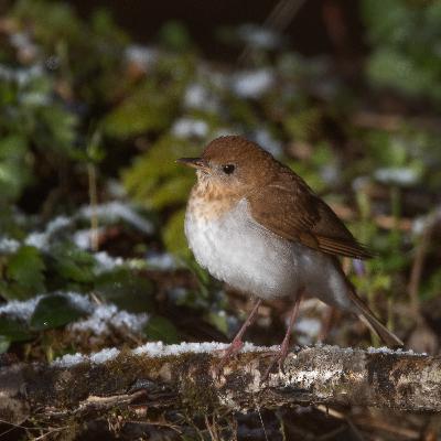 Veery