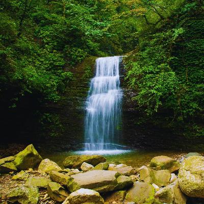Birdsong & Flowing Water: Calming Nature Sounds for Sleep & Relaxation Birdsong & Flowing Water: Calming Nature Sounds for Sleep & Relaxation