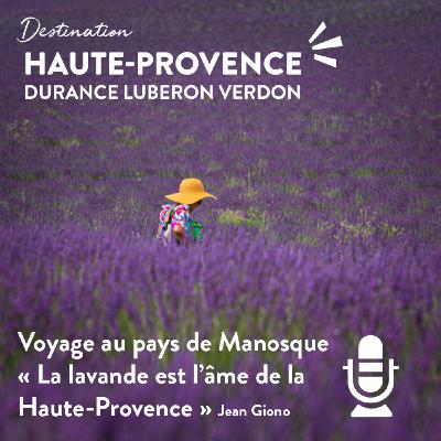 La lavande est l'âme de la Provence.... Jean Giono La lavande est l'âme de la Provence.... Jean Giono
