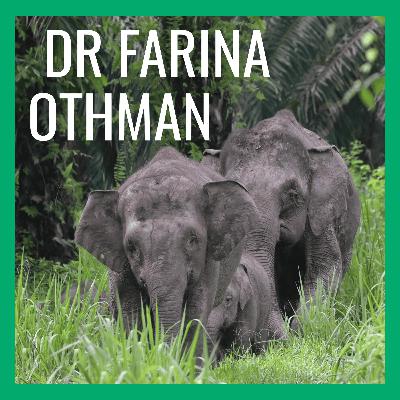 Walking with World's Smallest Elephants in Malaysian Borneo