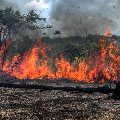 Os biomas terrestres e seus impactos ambientais