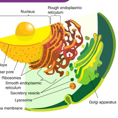 Endomembrane System