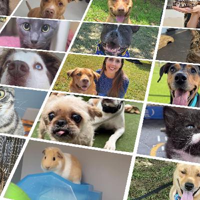 Stephanie’s Shelter Stories: Where Are They Now? Episode 2