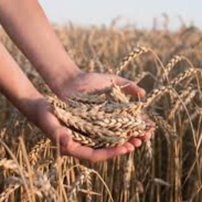 What is The Harvest? What is The Harvest?