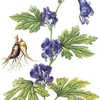 MONKSHOOD AKA WOLFSBANE