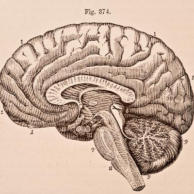 #6.3 Human Physiology - Immune defense