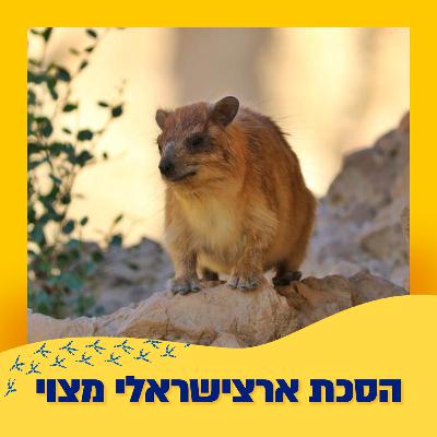 שפני סלע