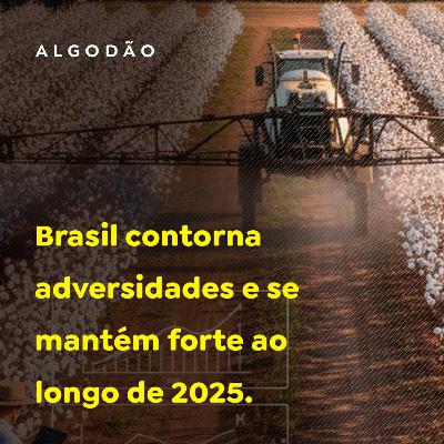 Algodão: Brasil contorna adversidades e se mantém forte ao longo de 2025 Algodão: Brasil contorna adversidades e se mantém forte ao longo de 2025