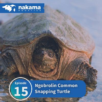 Eps 15 : "Ngobrolin Common Snapping Turtle" Eps 15 : "Ngobrolin Common Snapping Turtle"