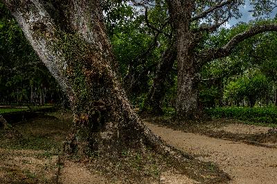 Sergio Zalis: Uma Jornada Pessoal Entre Duas Florestas Sergio Zalis: Uma Jornada Pessoal Entre Duas Florestas