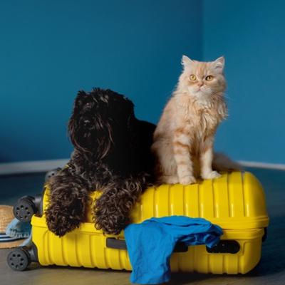 Estrada ou Avião? Como viajar com seu pet com conforto e tranquilidade