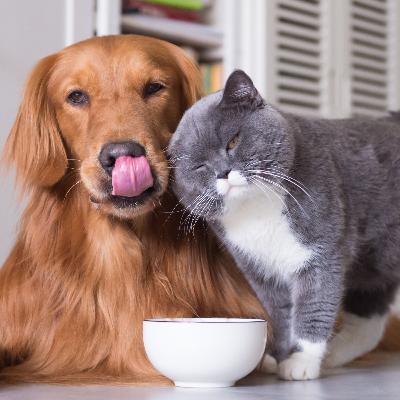 #7 - Nutrição de Pets: tirando suas principais dúvidas #7 - Nutrição de Pets: tirando suas principais dúvidas