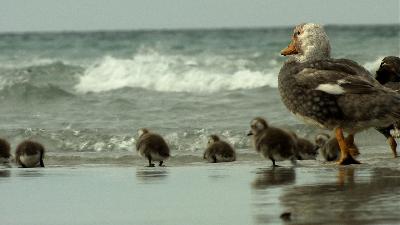 Rockhopper Stopover