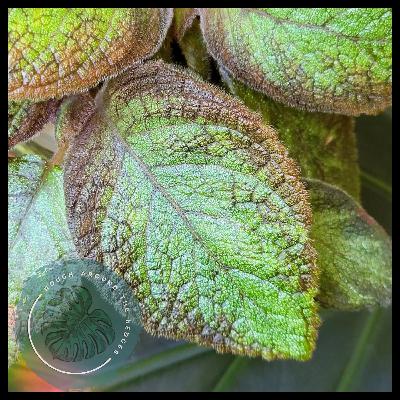 EP111-Plant Goals EP111-Plant Goals