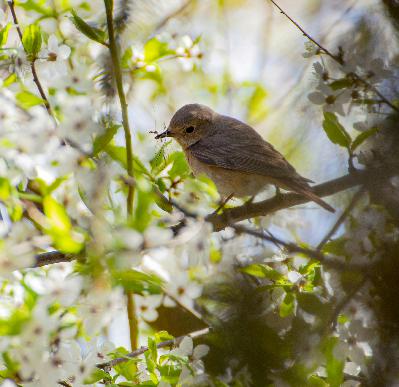 Spring Forest Ambience: 8-Hour Serene Nature Soundscape for Relaxation, Studying & Sleep