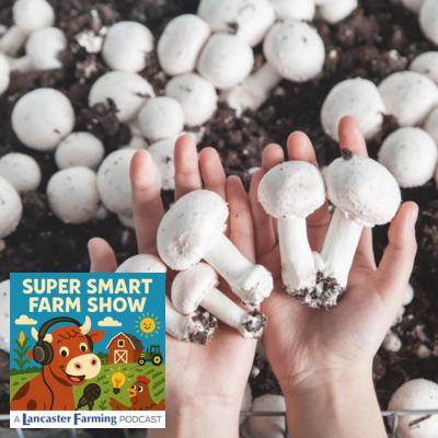 How Do Farmers Grow Mushrooms?