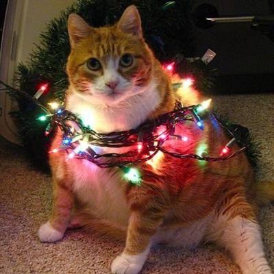 50 Christmas Eve