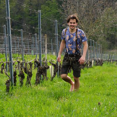 Austrieb im Weingarten - Karl G. Austrieb im Weingarten - Karl G.