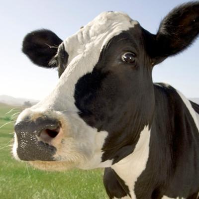 La vaca cubana y el cohete norteamericano